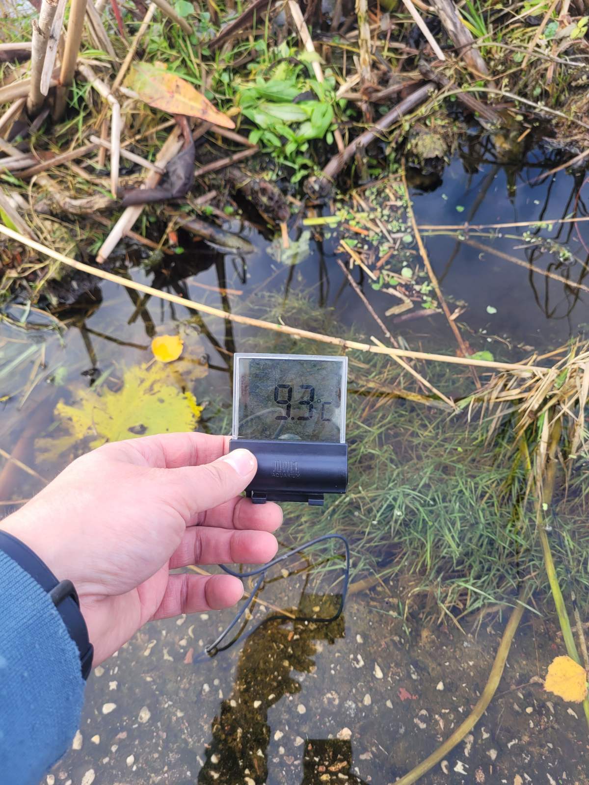 izuvinimo temperatura